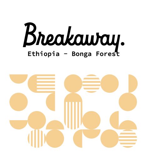 ETHIOPIA Bonga Forest